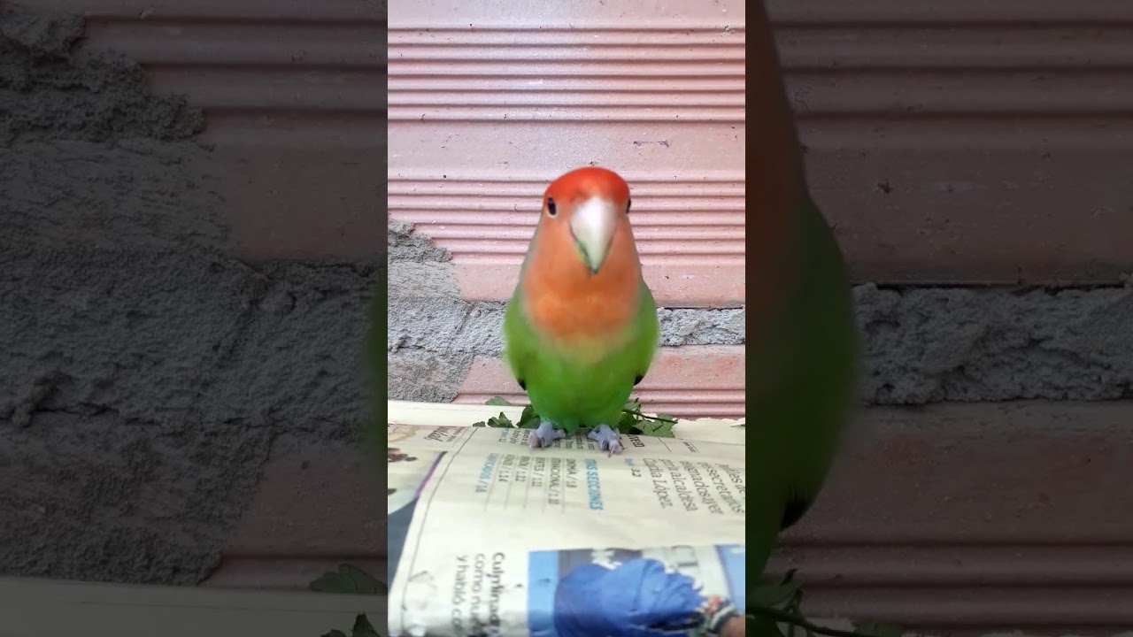 Agap&ograve;rni cantando