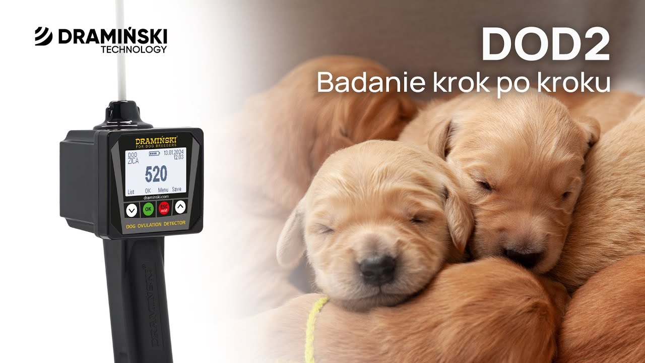 DOD2 Wykrywacz Terminu Krycia Suk Dramiński | Badanie Krok Po Kroku