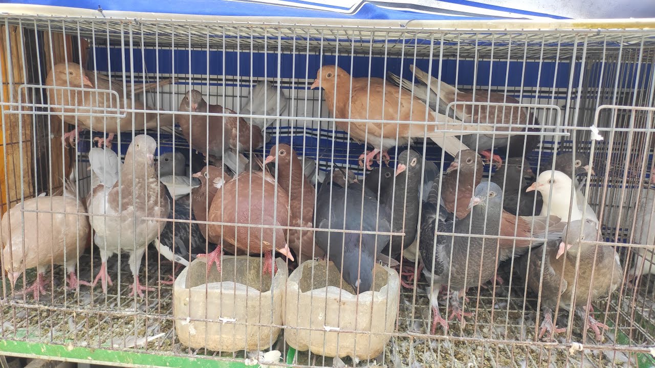 Thông báo bán Chim Bồ Câu Gà , Bồ Câu Pháp , nuôi sao để có bồ câu con liên tục  ĐT 0772933305