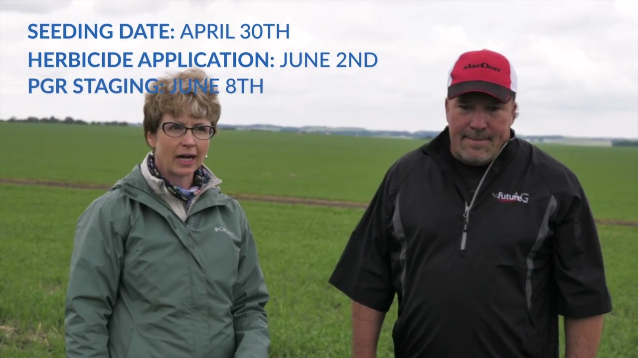 Growing Smarter: Plant growth regulator staging for wheat and barley