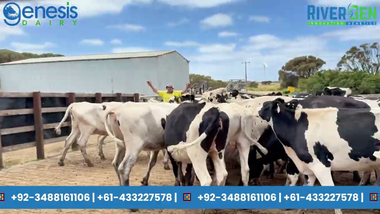 Healthy Cows in Quarantine – Ready for Safe Shipment to Pakistan 🇵🇰