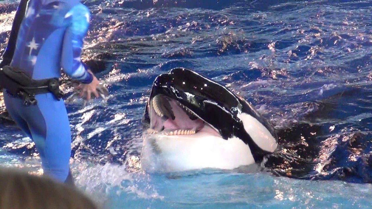 Takara, 6-week-old Kyara, Sakari, Kamea - One Ocean Clips (June 2017)