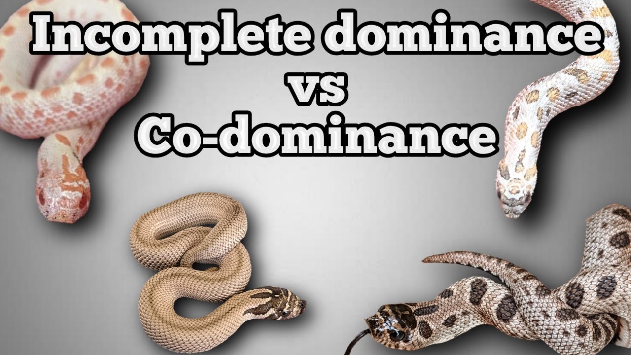 Incomplete Dominant vs Co-dominant Genes in Hognose Snakes