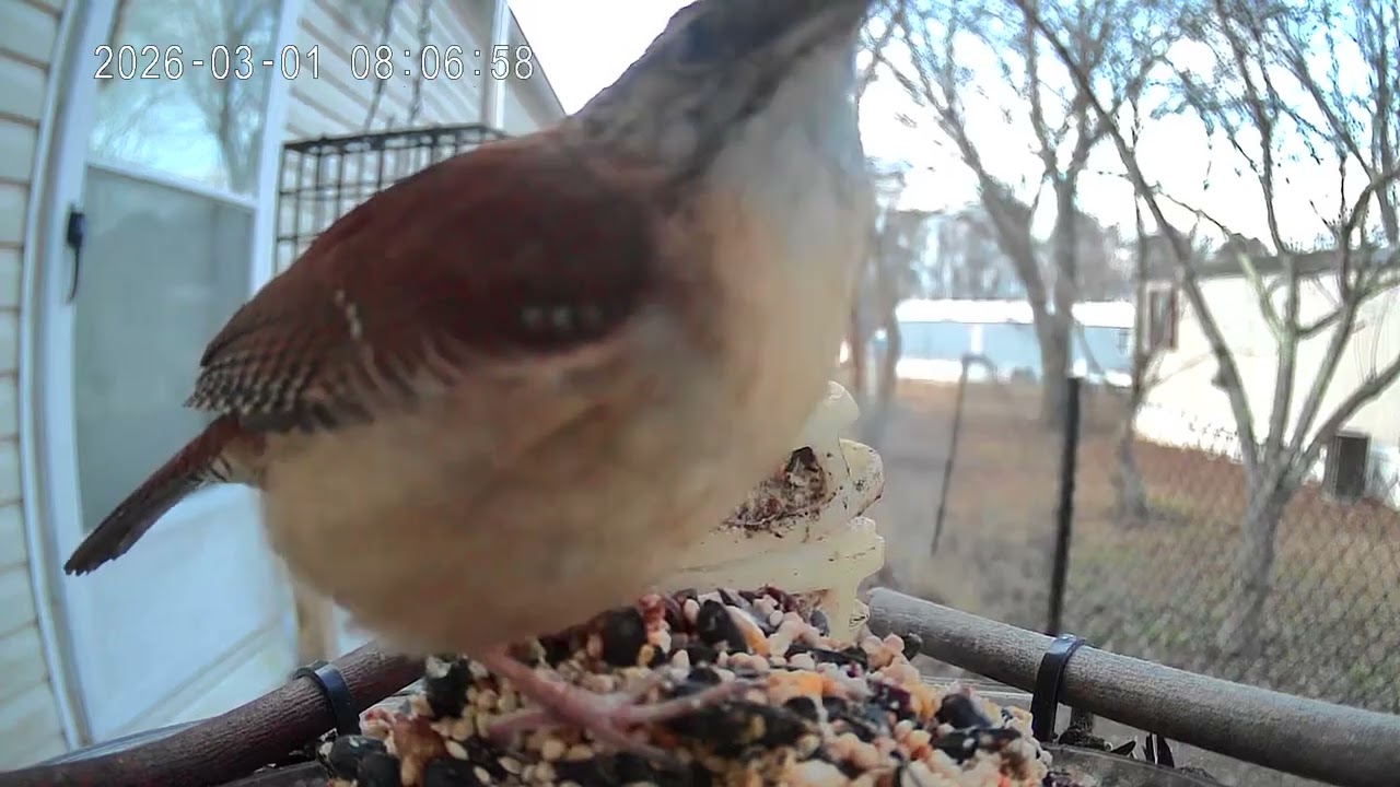 Bird of the day March 1st 2026