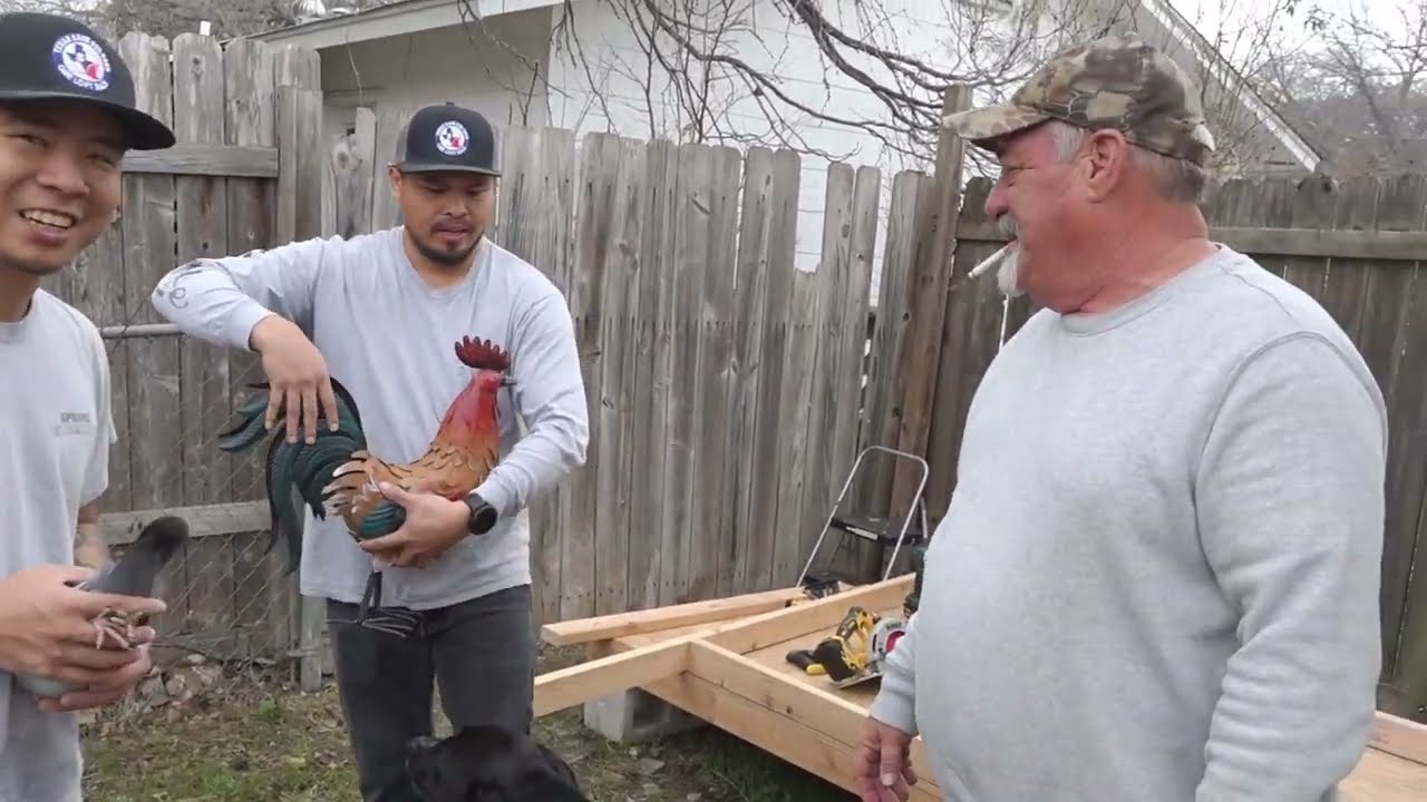 Pigeon Racing  - Building Amazing Grace Racing Pigeons' Loft