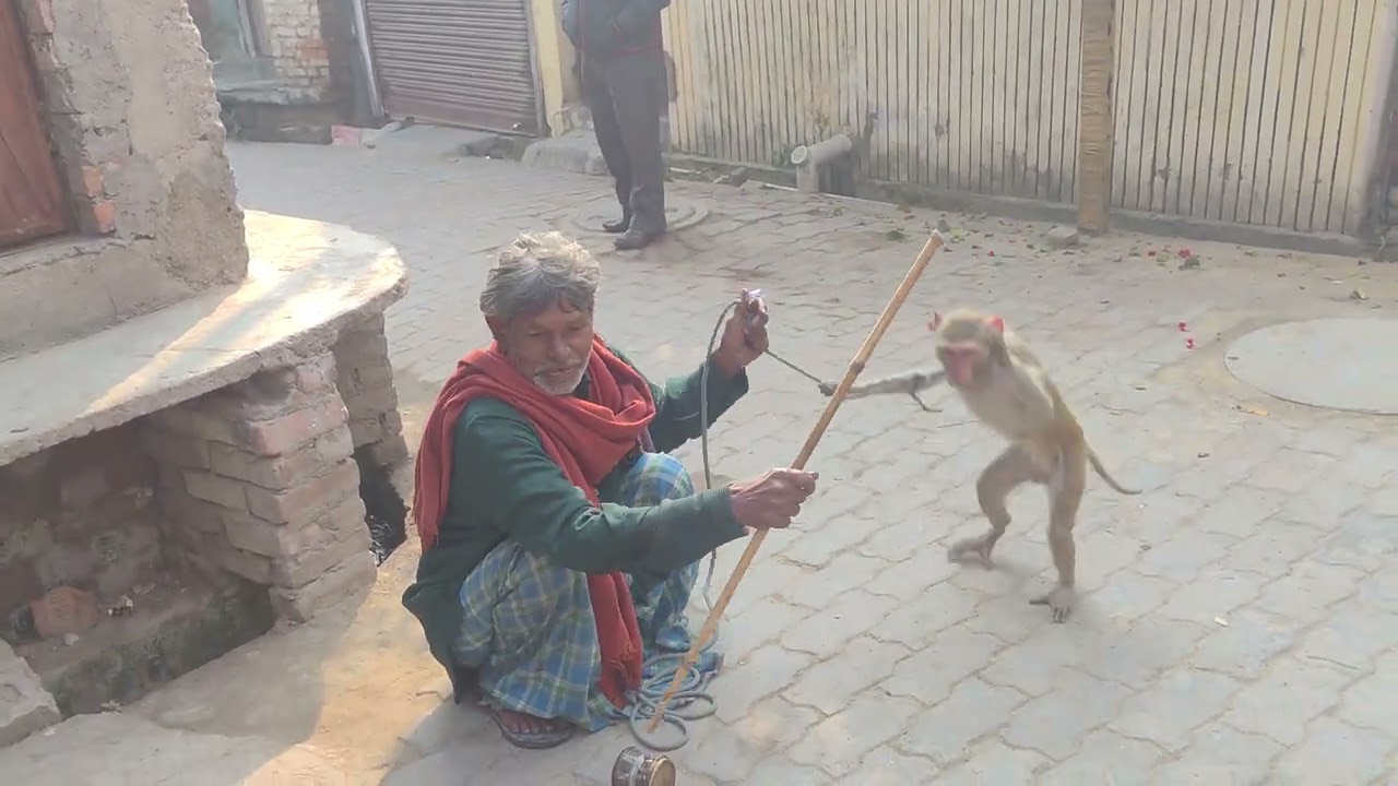 बंदर  वाला  बंदर  लाया 
