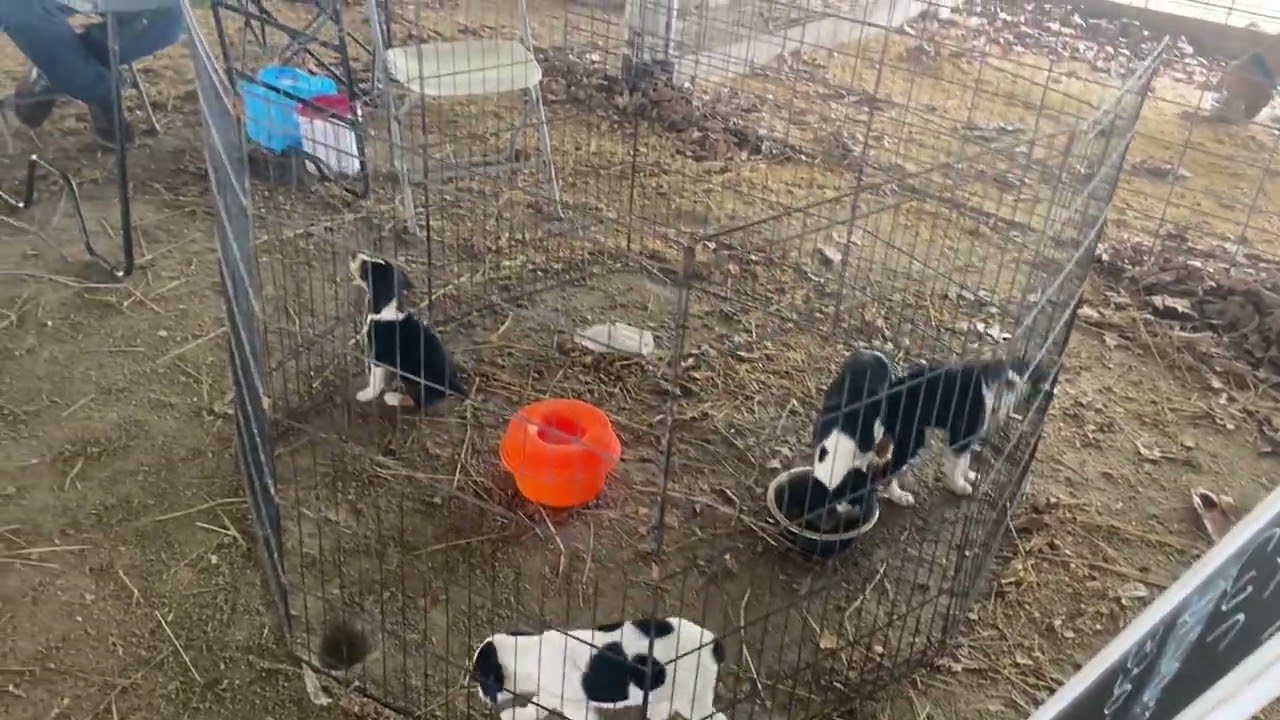 2025 English Days/ camping with friends #coonhunting #takeakidhunting #coonhound