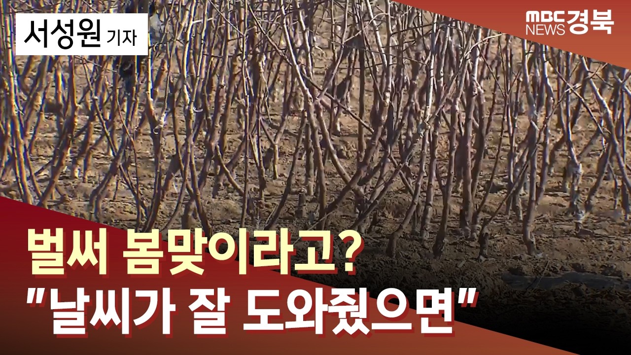 강추위에 봄맞이라고 … 날씨가 잘 도와줬으면 / 안동MBC