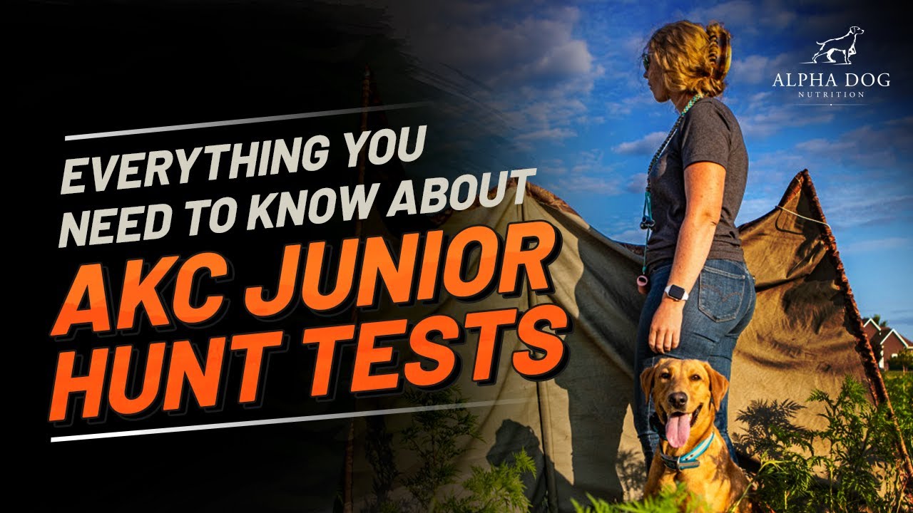 Everything You Need to Know About AKC Junior Hunt Tests