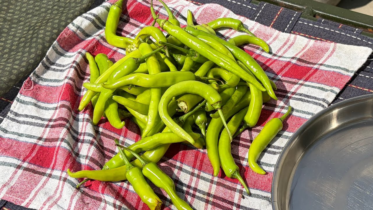 मिर्च का अचार कैसे डालना है? जानिये मेरे साथ ये सिंपल सी रेसिपी #chillipicklerecipe #greenchilli 