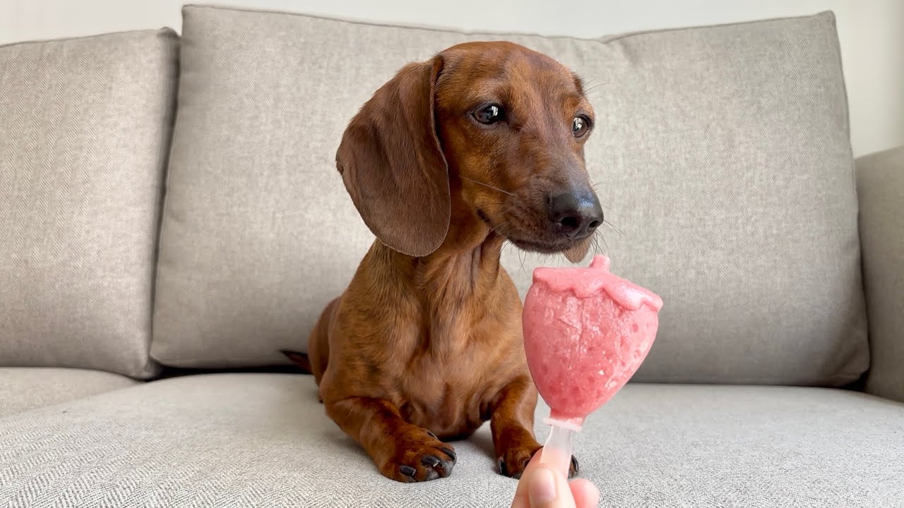 Mini dachshund stays cool with doggie popsicles!