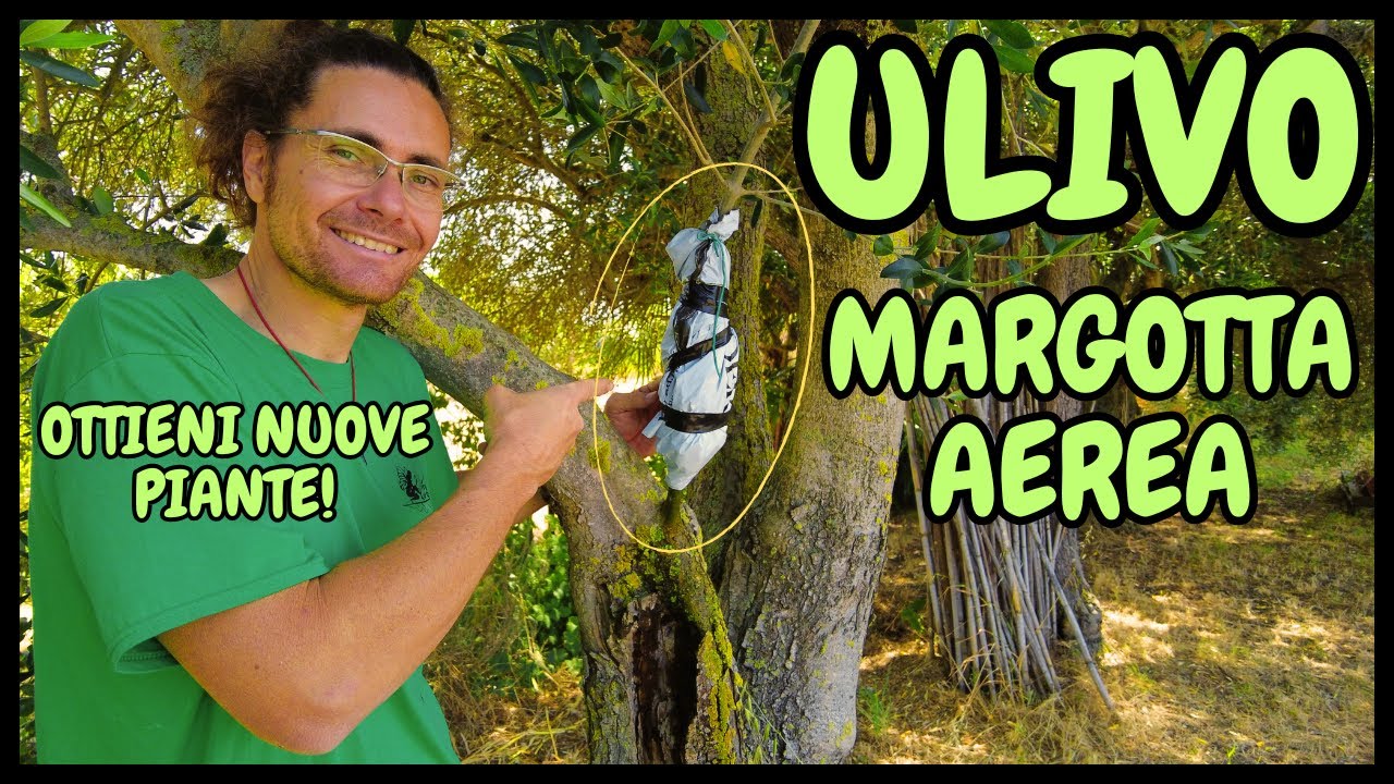 Come e Quando fare la MARGOTTA sull'ULIVO: GUIDA PASSO-PASSO | Margotta Aerea