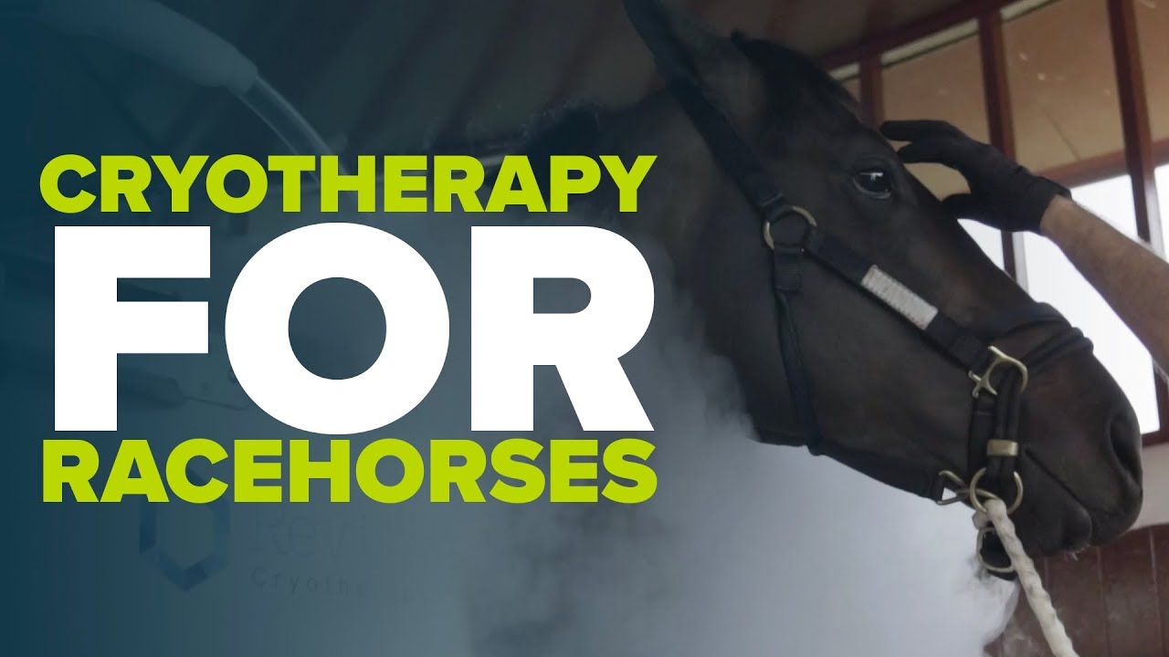HORSE ICE CHAMBER | Cryotherapy used in the recovery of racehorses