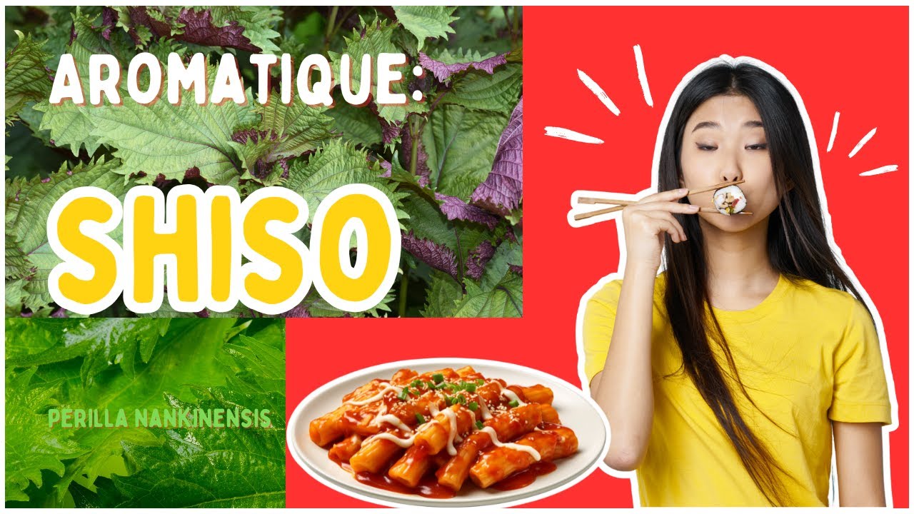 Shiso, une aromatique &agrave; d&eacute;couvrir #shiso #vegetosphere #jardin #asianfood