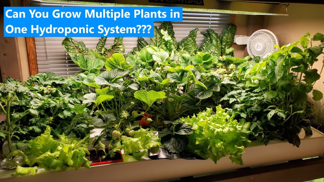 Growing Strawberries, Chard, Lettuce, Tomatoes and Stevia in the Same Home Hydroponic System