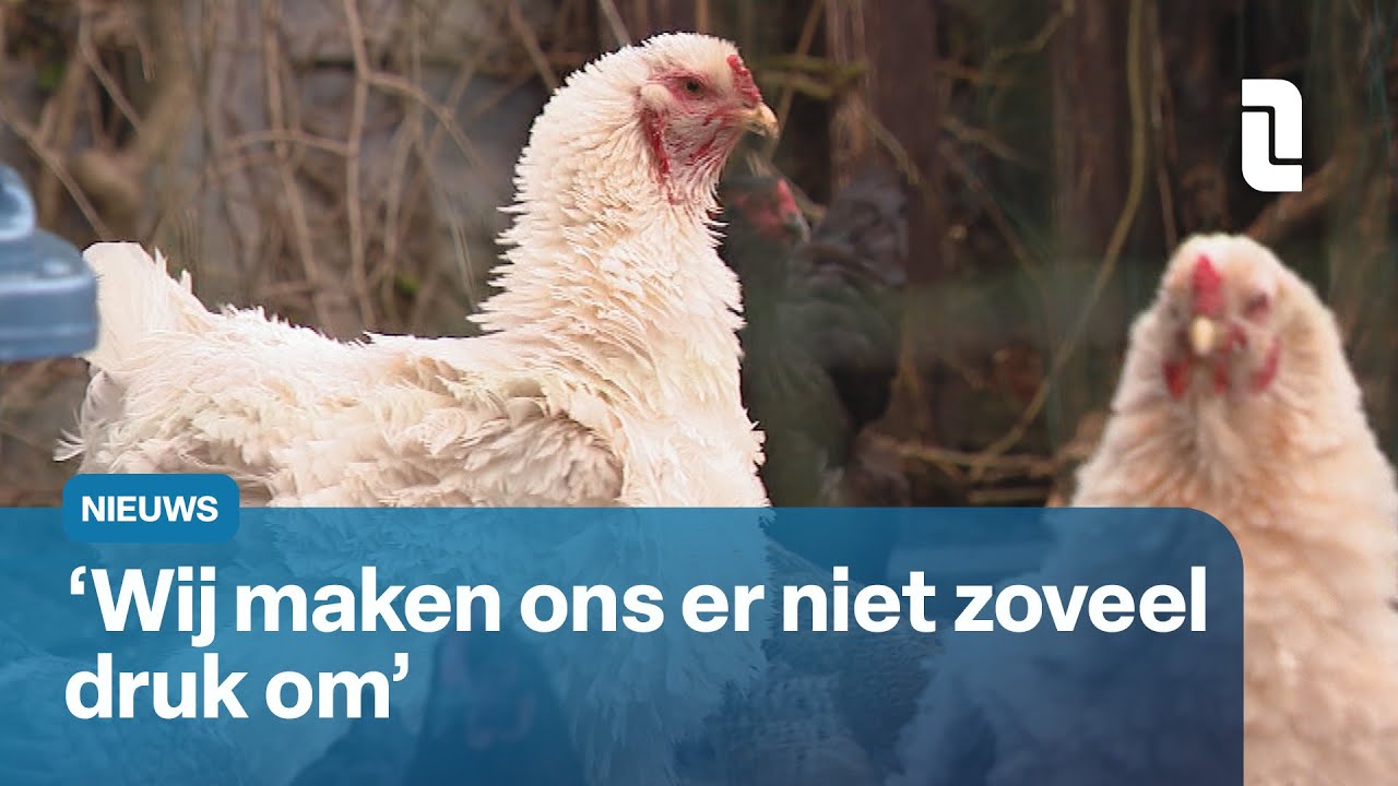 Kippenhouders bezorgd om advies RIVM: 'We blijven wel eieren eten' | L1 Nieuws