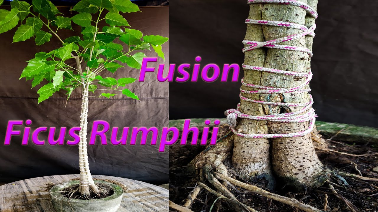 #How to fusion ficus rumphii tree//Samaresh Bonsai//2021//
