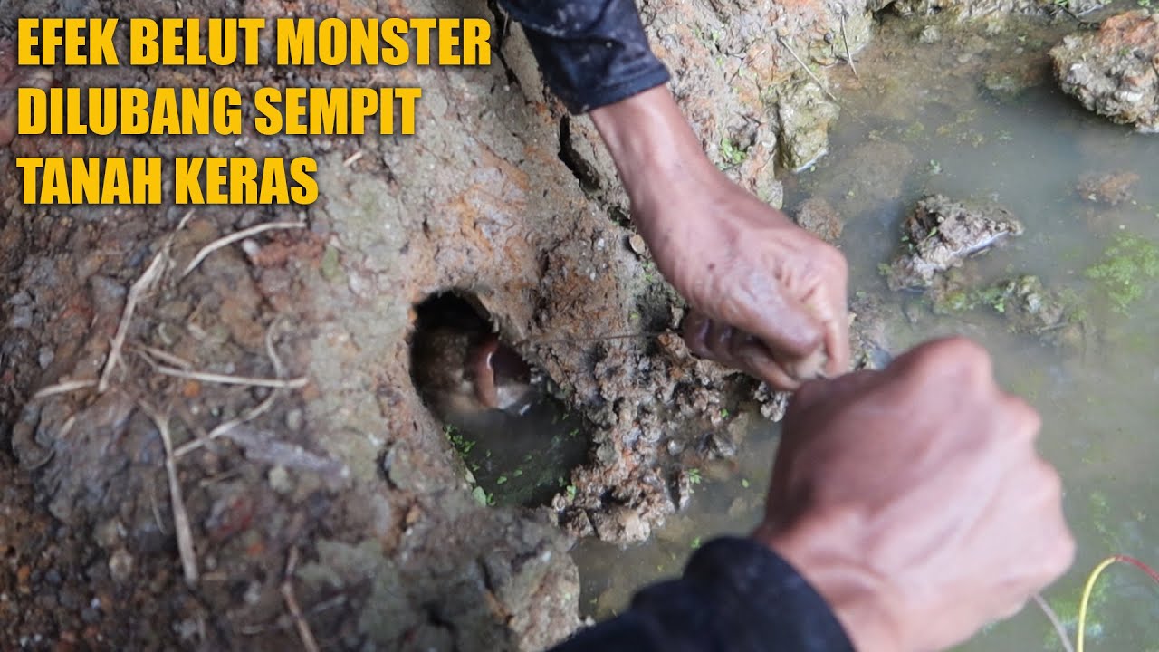BEGINI JADINYA KALAU BELUT MONSTER DILUBANG SEMPIT & BELUT KECIL DILUBANG BESAR