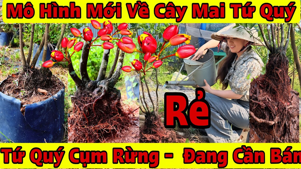 20/3☎️0567893968☎️🌲Mai Tứ Quý Giá Rẻ🌲Mai Tứ Quý Rin Mô Hình Cụm Rừng Chân Dài....🌲