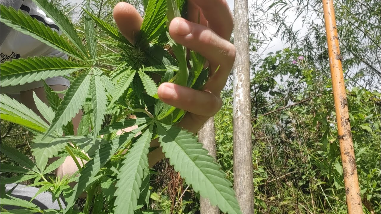 Uk Guerilla Grow | Outdoor Growing Cannabis