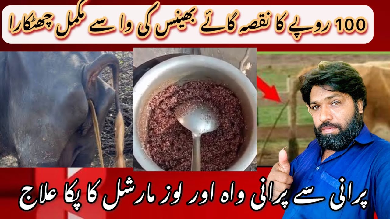 gaye bhins ka waqat ka alaj l janor ko lag gayi dasti alaj l Animal Love Punjab #baffalo #animals 