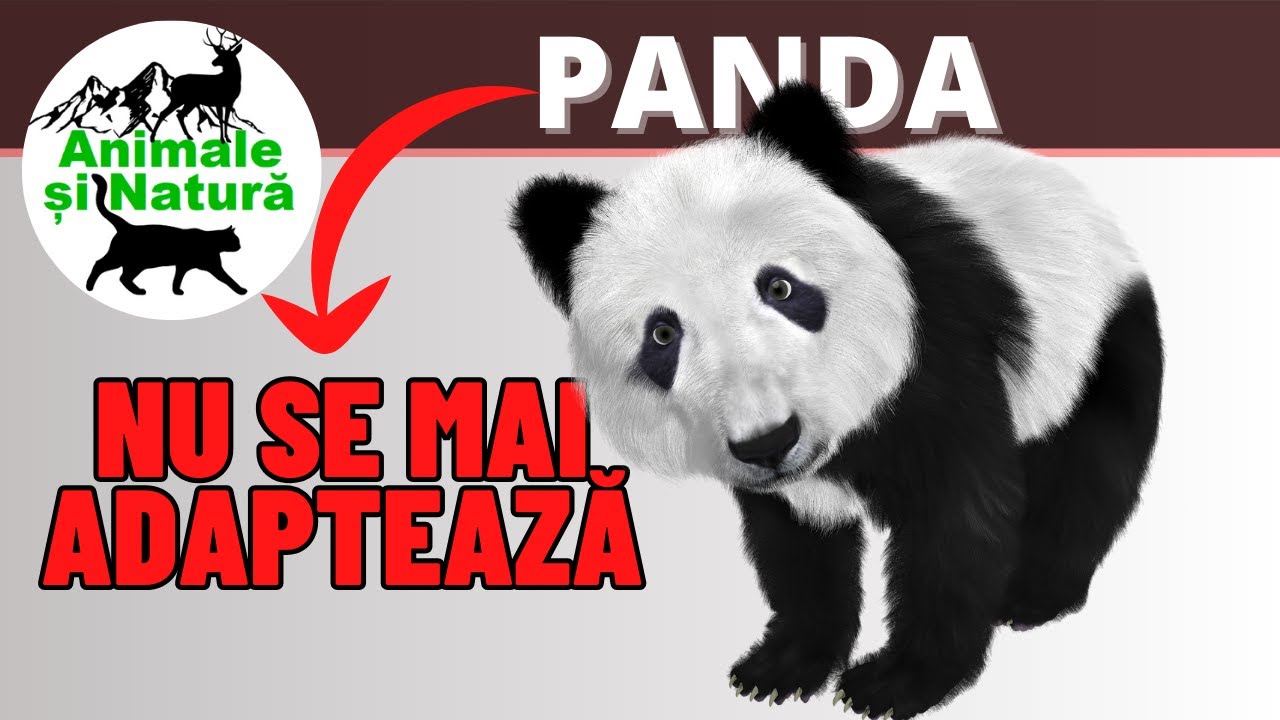 Adevărul Șocant despre Dieta Ursului Panda!