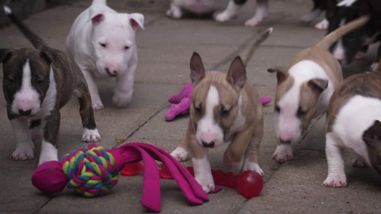 Mini Bull Terriers WeShootit puppies From Friar's Point 2018