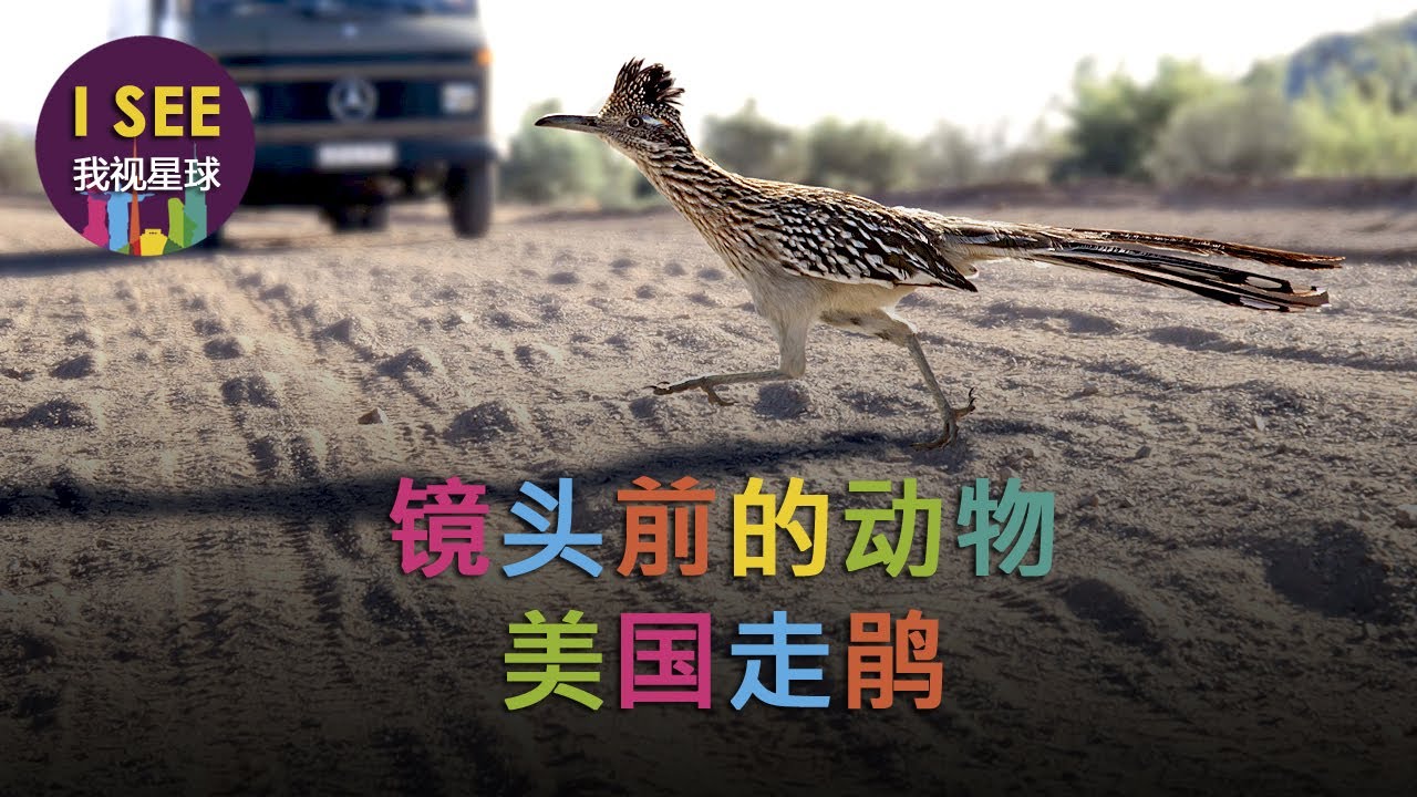 走鹃鸟竟能一口吞下一条蛇 飞行笨拙但陆地上奔跑速度极快/镜头前的动物之二