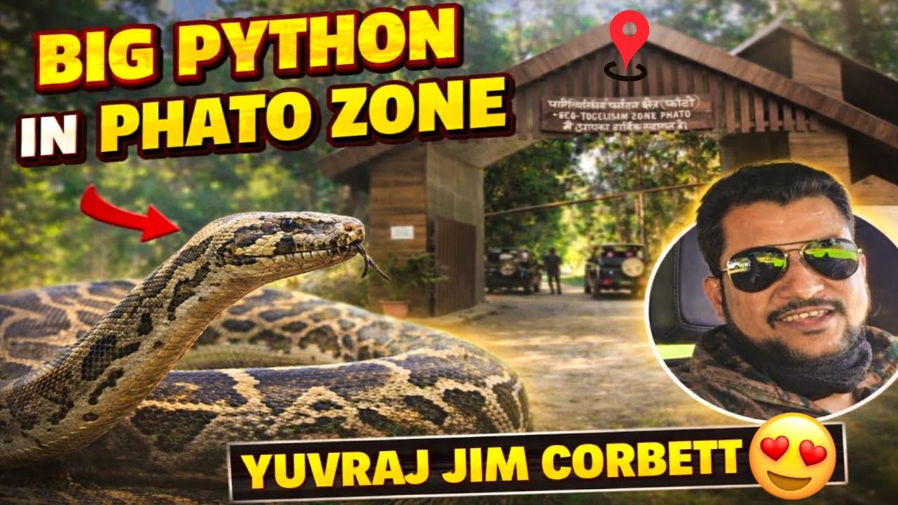 PHATO ZONE Safari 😱 Big Python ka Dangerous Encounter | Yuvraj Jim Corbett #yuvrajjimcorbett 
