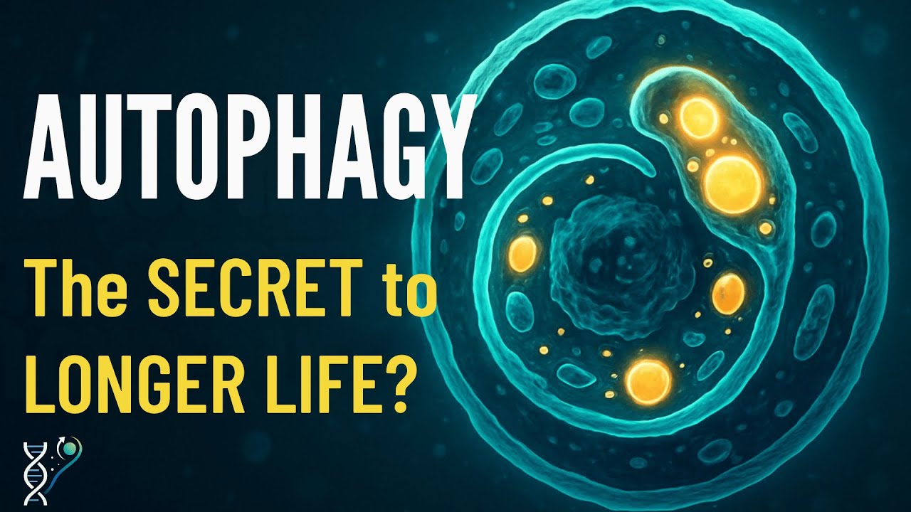 Autophagy:  The Cellular 'Self Eating' Process That Extends Lifespan