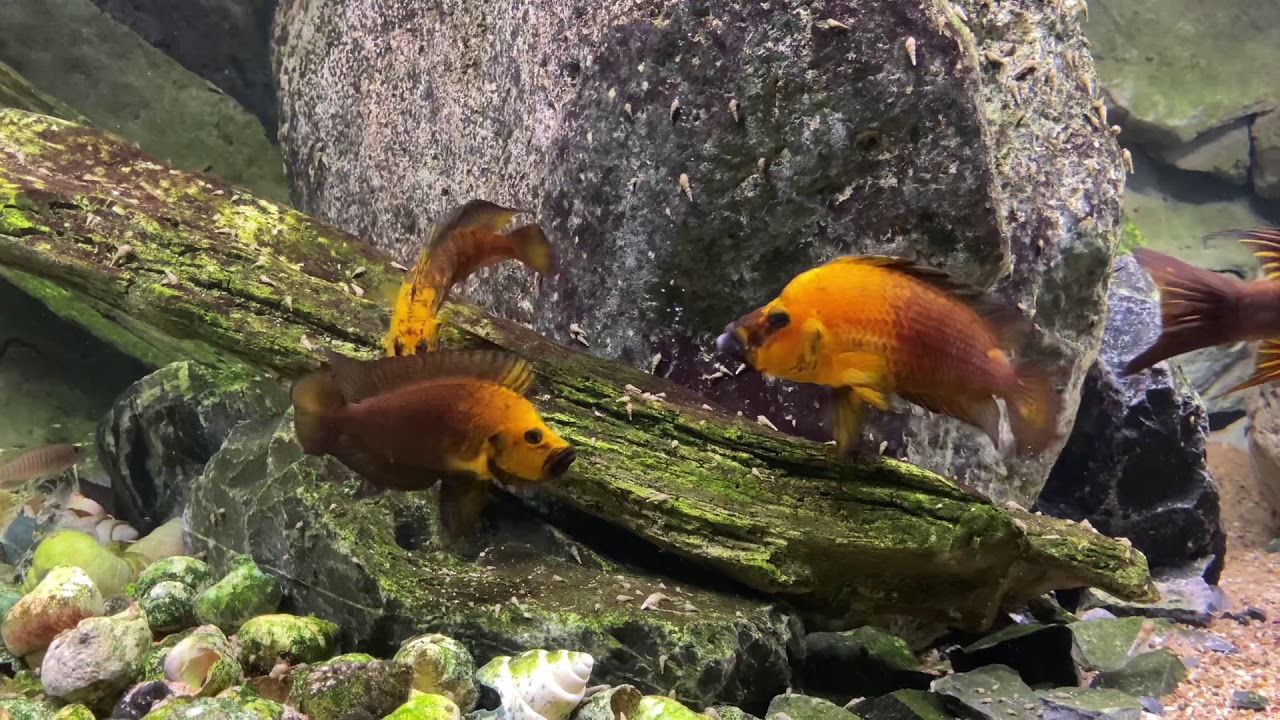 Altolamprologus males fighting