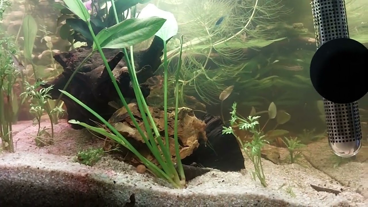 Vue sur le côté gauche 2 mois en eau