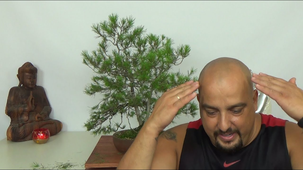 Pino Silvestre doble tronco - 3ª parte