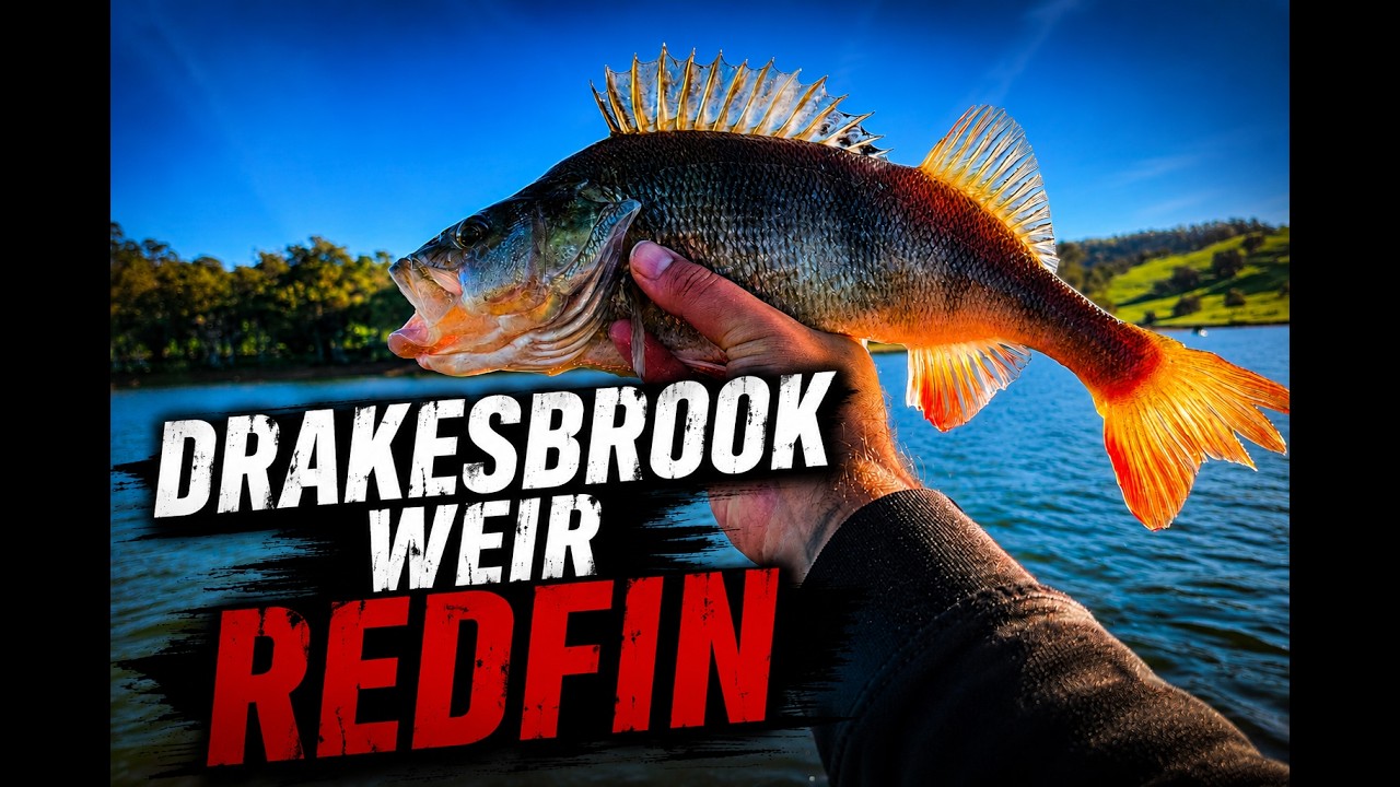PB Redfin Perch at Drakesbrook Weir | Kayak Fishing Adventure