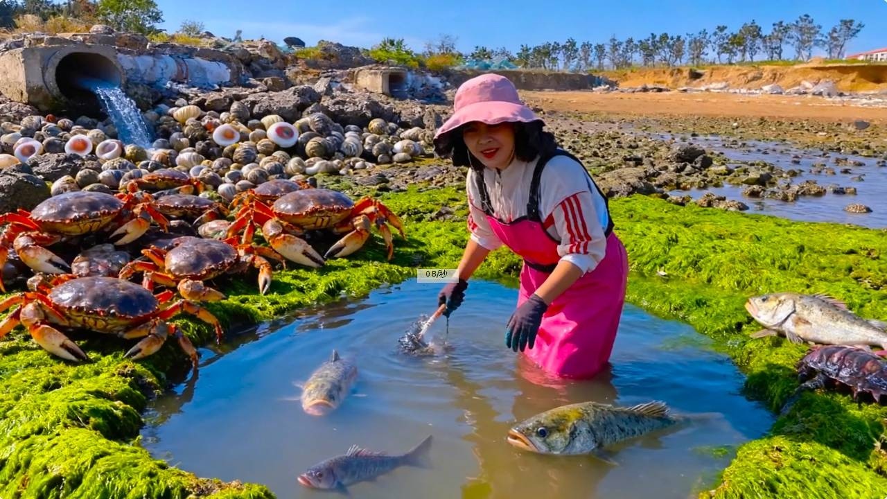 小章赶海找到海螺窝！还抓到一窝老鼠鱼！像知了一样怪叫！