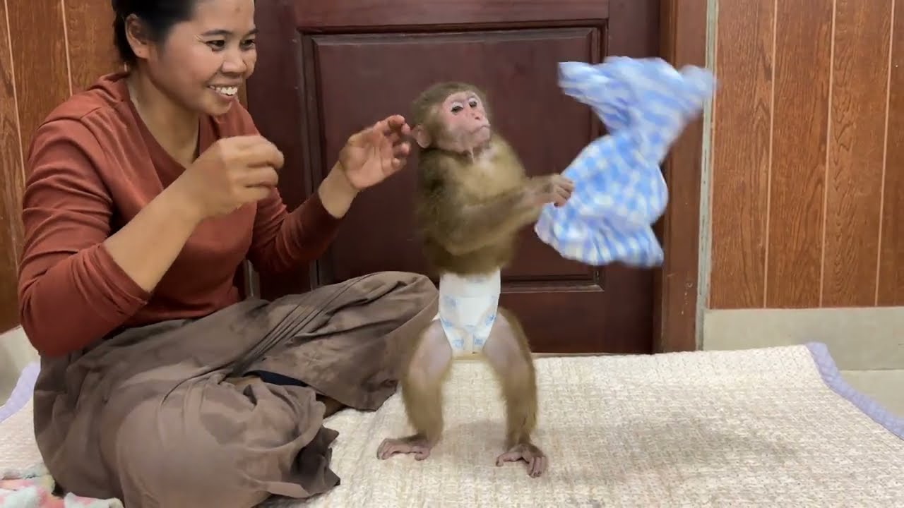 Very Pity Poor Baby Monkey ChiChi & Linda Are....