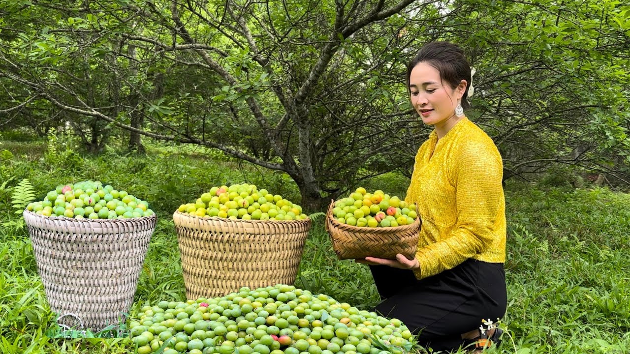 Harvesting plums from the garden and bring them to the market to sell, Vàng Hoa