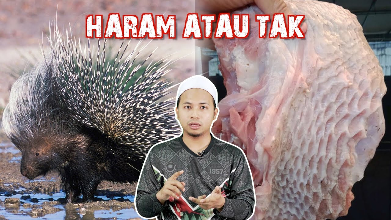 5 Haiwan Rare yang Halal Dimakan
