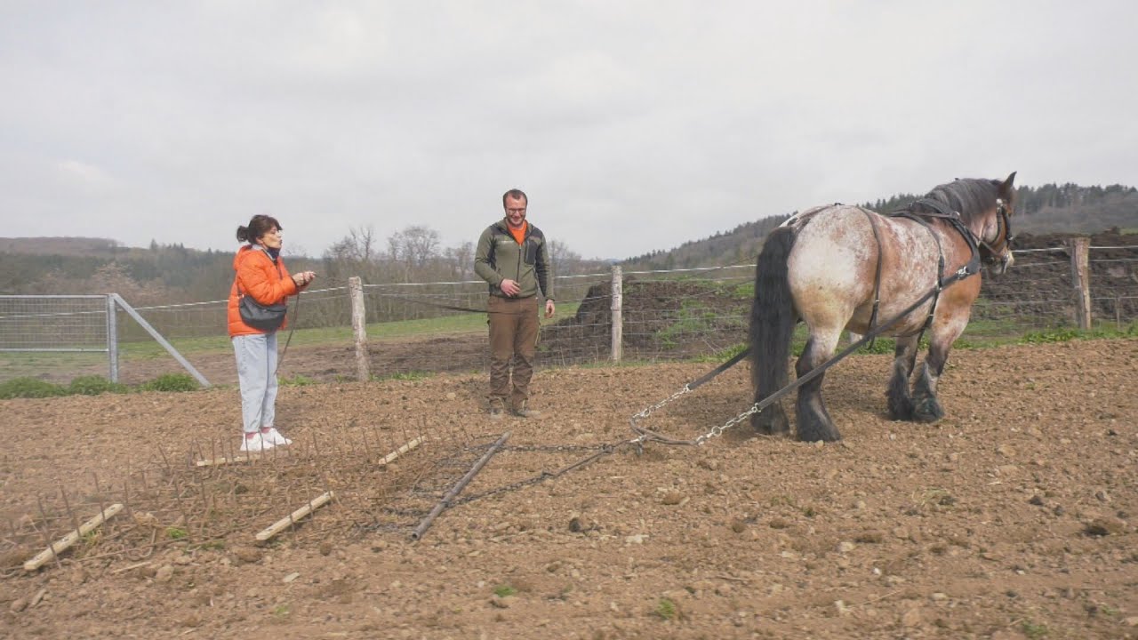 Paqui Peña se convierte en toda una domadora de caballos de las Ardenas