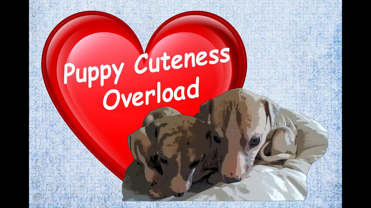 Puppy Cuteness Overload/4 week old whippet puppies