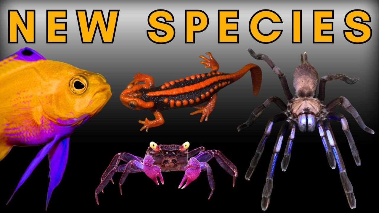 Discovered in the Pet Trade - 20 Species We Kept as Pets Before They Were Described