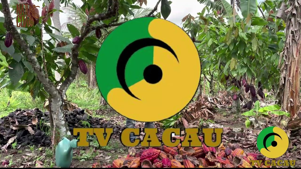 #DICADECAMPO: APRENDA COM ALEX NOVAIS COMO PREPARAR A CALDA BORDALESA E COMO UTILIZA-LA NO CACAUEIRO