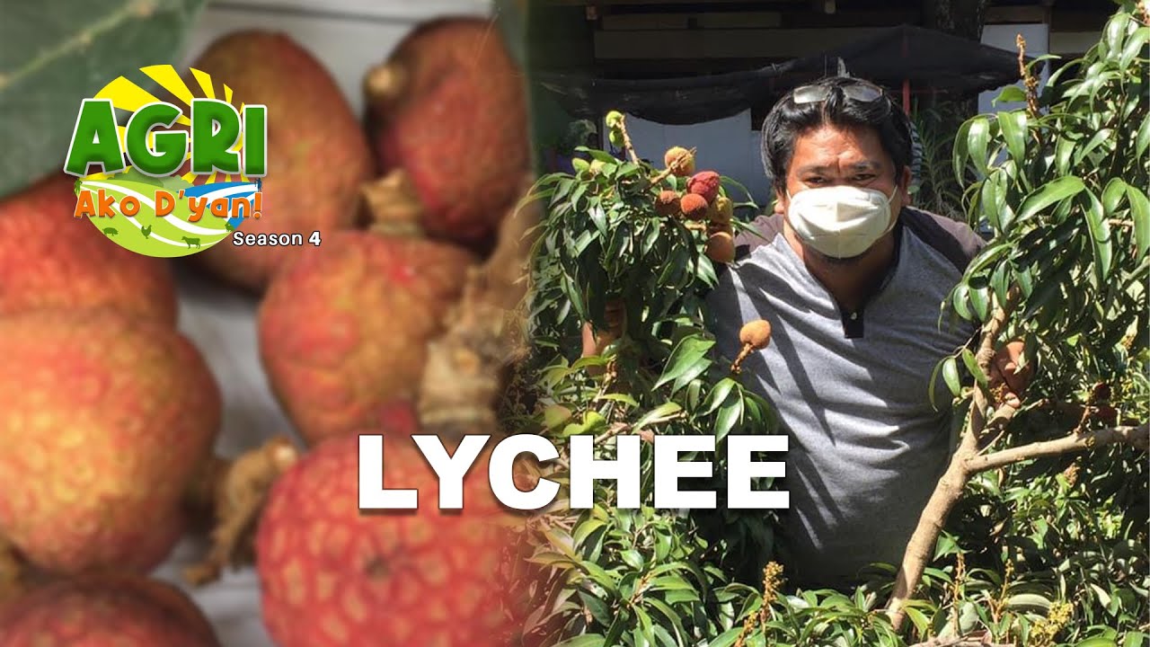 Lychee