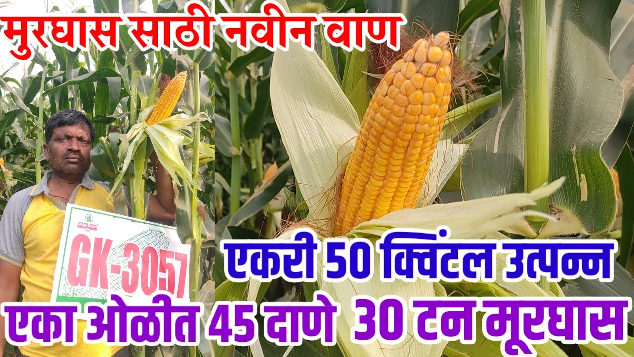 मूरघास साठी नवीन वाण,एकरी 50 क्विंटल उत्पन्न+30 टन मूरघास,एका ओळीत 45 दाणे,maize_lagbad,visionvarta