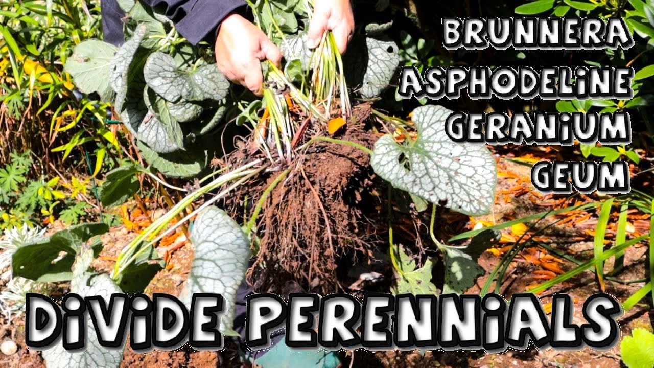 Dividing 4 Perennials - Brunnera, Geum, Asphodeline & Geranium