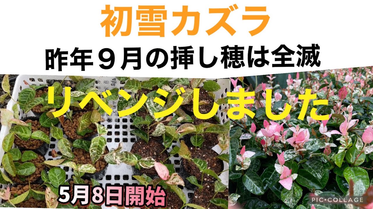 【初雪カズラ】の挿し穂、リベンジ編
　　　　　　　　　2021.7.1