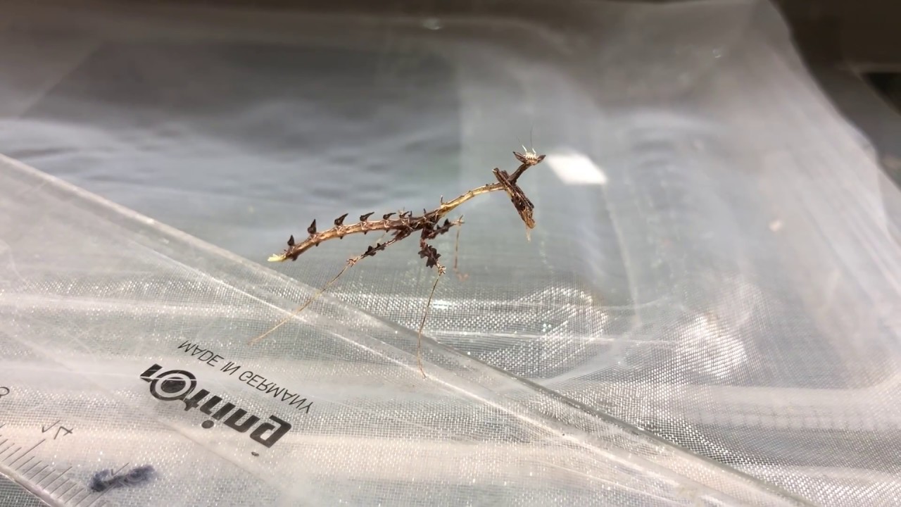Very rare dragon Mantis (Toxodera maxima)