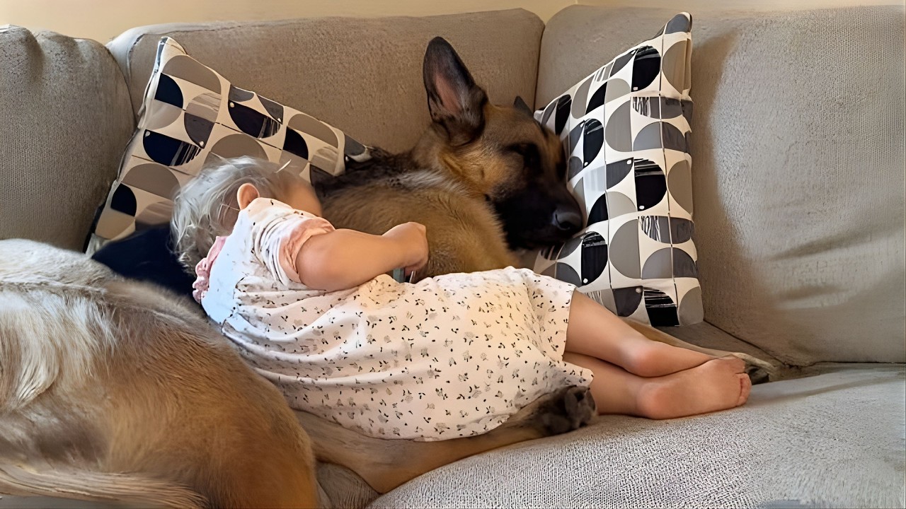This Dog Thinks the Baby Is His Job