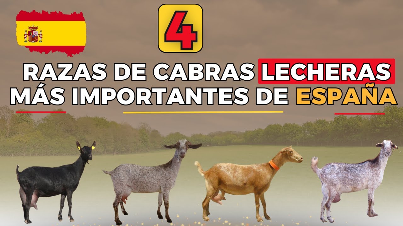 Las 4 mejores razas de cabras lecheras más importantes de España.