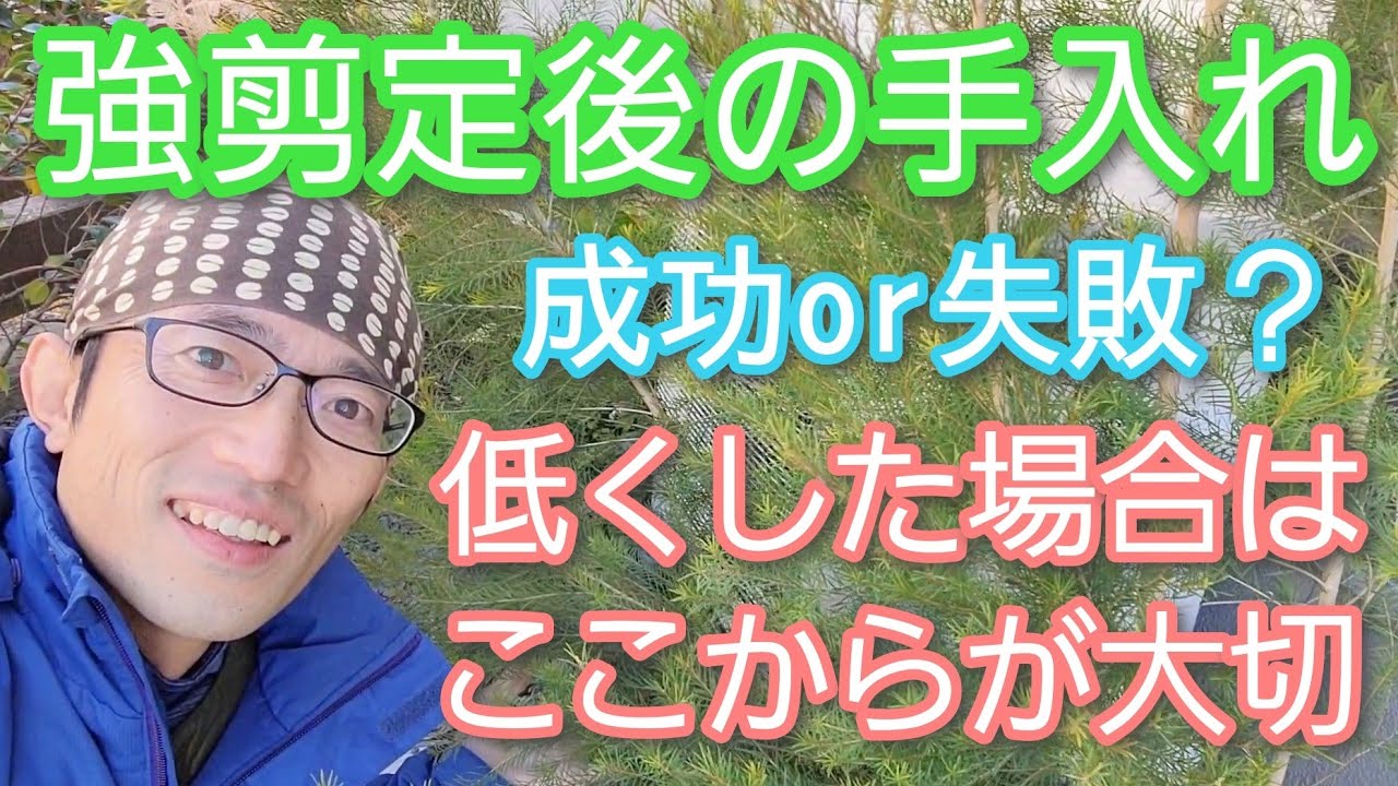 【庭木の強剪定】低く小さくした木に大切なアフターケアお手入れ方法(2022年12月)🌱🤲